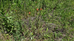 Castilleja miniata oblongifolia