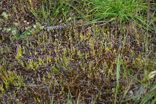 Image of Zeltnera muehlenbergii by no rights reserved