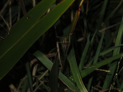 Conocephalus albescens