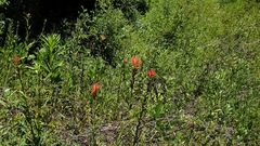 Castilleja miniata oblongifolia