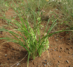 Dipcadi marlothii