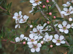 Leptospermum arachnoides