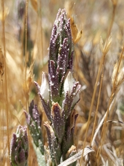 Chloropyron palmatum