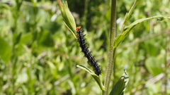Castilleja miniata oblongifolia