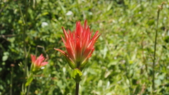 Castilleja miniata oblongifolia