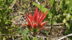 Castilleja miniata oblongifolia