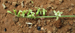 Dipcadi marlothii