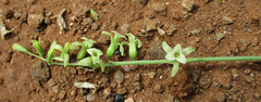 Dipcadi marlothii