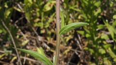 Castilleja miniata oblongifolia