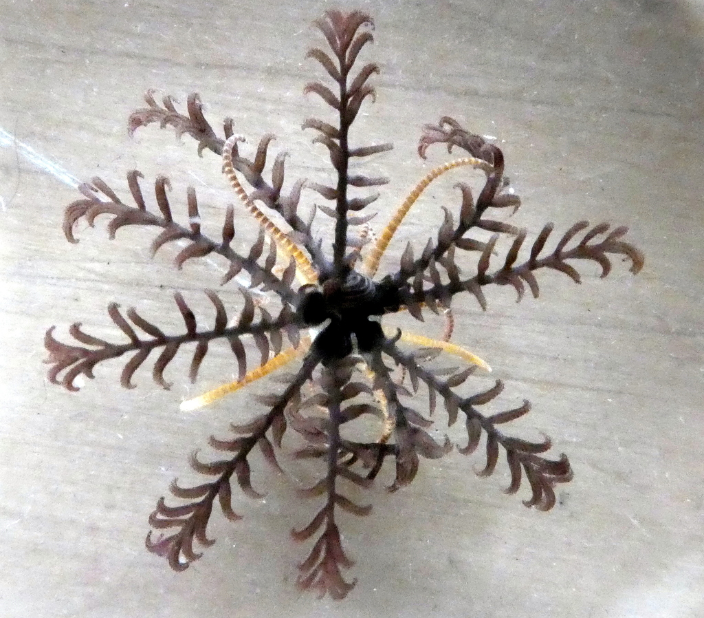 Aporometra wilsoni