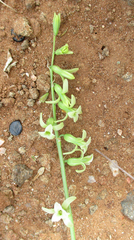 Dipcadi marlothii