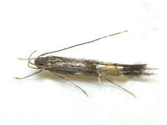 Cosmopterix macrula