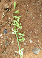 Dipcadi marlothii