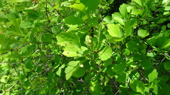 Blaesodiplosis venae