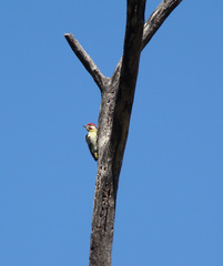 Campethera bennettii