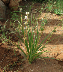 Dipcadi marlothii
