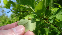 Blaesodiplosis venae