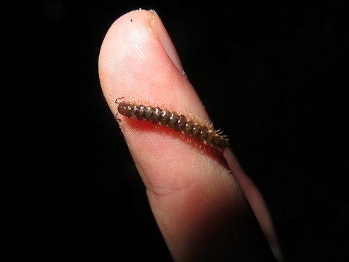 Icosidesmus wheeleri