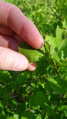 Blaesodiplosis venae