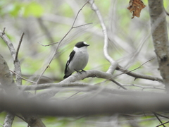 Ficedula albicollis