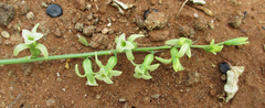 Dipcadi marlothii