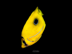 Chaetodon bennetti