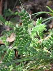 Dodonaea pinnata