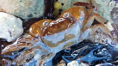 Cyclograpsus audouinii