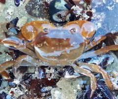 Cyclograpsus audouinii