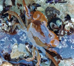 Cyclograpsus audouinii