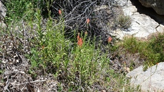Castilleja miniata oblongifolia