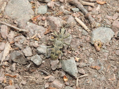 Rhagium mordax