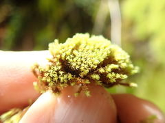 Grimmia torquata