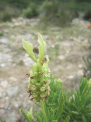 Lavandula viridis