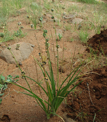 Dipcadi marlothii