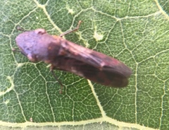 Homalodisca vitripennis