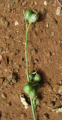 Dipcadi marlothii