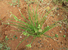 Dipcadi marlothii