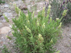 Lavandula viridis