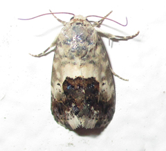 Acontia discoidea