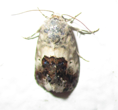 Acontia discoidea