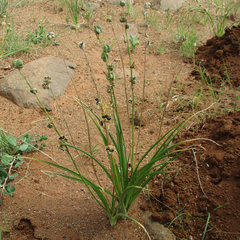 Dipcadi marlothii
