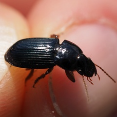 Harpalus rubripes
