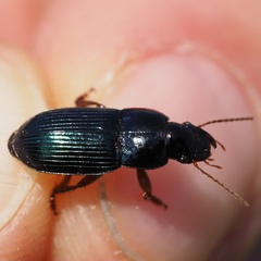 Harpalus rubripes