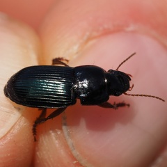 Harpalus rubripes