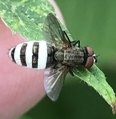 Diptera