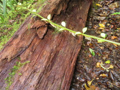 Metrosideros colensoi