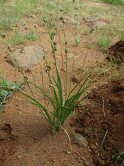 Dipcadi marlothii