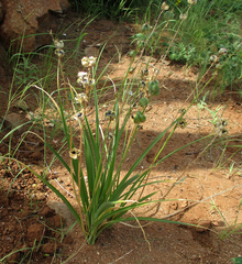 Dipcadi marlothii