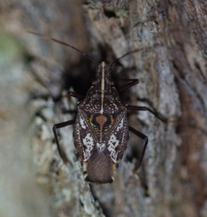 Polycarmes punctatissimus